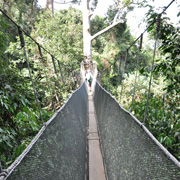 Kinabalu Park + Poring Hot Spring Kinabalu Park + Poring Hot Spring