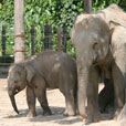 LokKawi Wildlife Park LokKawi Wildlife Park