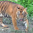 LokKawi Wildlife Park LokKawi Wildlife Park
