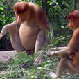 LokKawi Wildlife Park LokKawi Wildlife Park