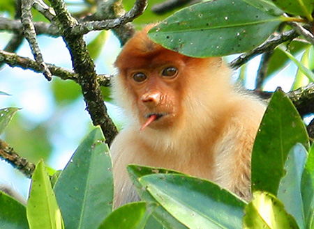 Weston Proboscis Monkey, Sunset & Fireflies Cruise Weston Proboscis Monkey, Sunset & Fireflies Cruise