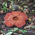 Tambunan Rafflesia Centre Tambunan Rafflesia Centre