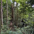 Tambunan Rafflesia Centre Tambunan Rafflesia Centre