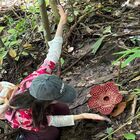 Tambunan Rafflesia Centre Tambunan Rafflesia Centre