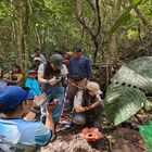 Tambunan Rafflesia Centre Tambunan Rafflesia Centre