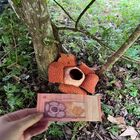 Tambunan Rafflesia Centre Tambunan Rafflesia Centre