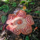 Tambunan Rafflesia Centre Tambunan Rafflesia Centre