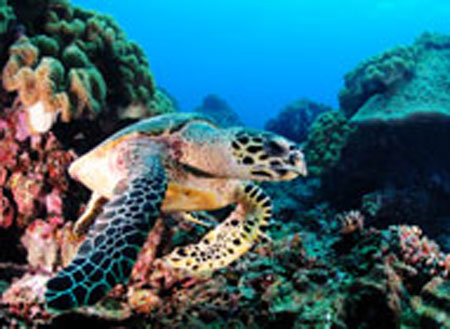 6D5N Layang Layang Island 6D5N Layang Layang Island