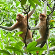 Mari Mari Cultural Village + Mangrove Cruise & Fireflies Mari Mari Cultural Village + Mangrove Cruise & Fireflies
