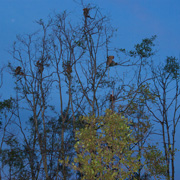 Klias Mangrove & Fireflies Klias Mangrove & Fireflies