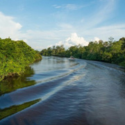 Klias Mangrove & Fireflies Klias Mangrove & Fireflies