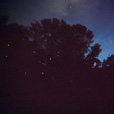 Mantanani Island + Kawa Kawa Mangrove & Fireflies Mantanani Island + Kawa Kawa Mangrove & Fireflies