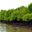 Mantanani Island + Kawa Kawa Mangrove & Fireflies Mantanani Island + Kawa Kawa Mangrove & Fireflies