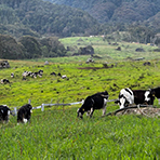 3D2N Kundasang + Kinabalu Park Heritage 3D2N Kundasang + Kinabalu Park Heritage