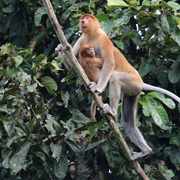 Kota Kinabalu City Tours + Mangrove And Fireflies Cruise Kota Kinabalu City Tours + Mangrove And Fireflies Cruise