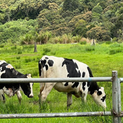 Upside Down House + 3D Museum + Kinabalu Park + Desa Farm Upside Down House + 3D Museum + Kinabalu Park + Desa Farm