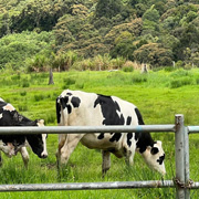 Kundasang ATV + Desa Cow Farm Kundasang ATV + Desa Cow Farm