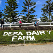 Kundasang ATV + Desa Cow Farm Kundasang ATV + Desa Cow Farm
