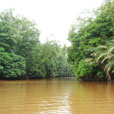 Mangrove River Safari Mangrove River Safari