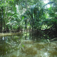 Mangrove River Safari Mangrove River Safari