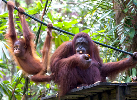 Semenggoh Orang Utan Nature Reserve Semenggoh Orang Utan Nature Reserve
