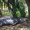 Jong Crocodile Farm & Mini Zoo Jong Crocodile Farm & Mini Zoo
