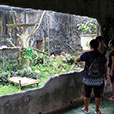Jong Crocodile Farm & Mini Zoo Jong Crocodile Farm & Mini Zoo