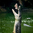 Jong Crocodile Farm & Mini Zoo Jong Crocodile Farm & Mini Zoo