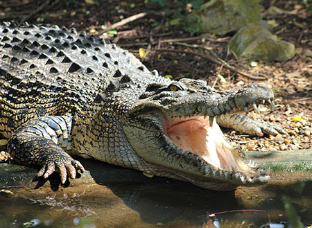 Jong Crocodile Farm & Mini Zoo Jong Crocodile Farm & Mini Zoo