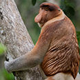 Bako National Park Bako National Park