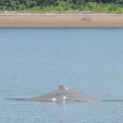 Mangrove & Irrawaddy Dolphin Watch Mangrove & Irrawaddy Dolphin Watch