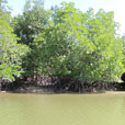 Mangrove & Irrawaddy Dolphin Watch Mangrove & Irrawaddy Dolphin Watch