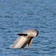 Mangrove & Irrawaddy Dolphin Watch Mangrove & Irrawaddy Dolphin Watch