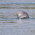 Mangrove & Irrawaddy Dolphin Watch Mangrove & Irrawaddy Dolphin Watch