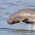 Mangrove & Irrawaddy Dolphin Watch Mangrove & Irrawaddy Dolphin Watch