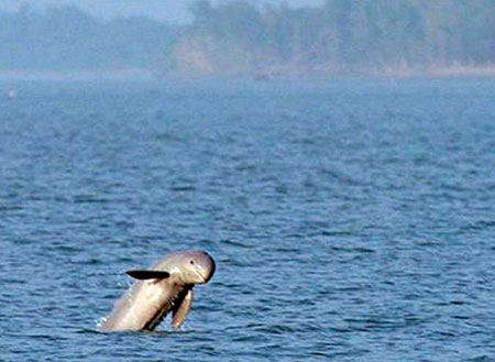 Mangrove & Irrawaddy Dolphin Watch Mangrove & Irrawaddy Dolphin Watch