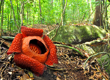 Gunung Gading National Park Gunung Gading National Park