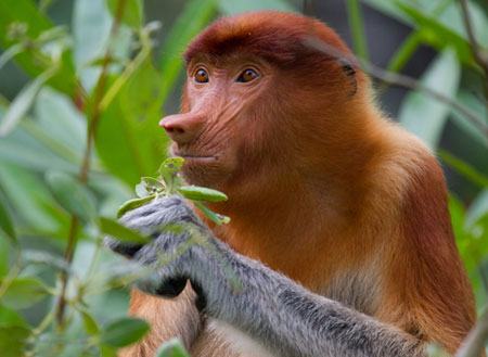 2D1N Bako National Park - Proboscis Monkey 2D1N Bako National Park - Proboscis Monkey