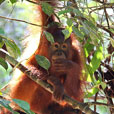 3D2N Sarawak Cultural Village + Semenggoh Orang Utan 3D2N Sarawak Cultural Village + Semenggoh Orang Utan