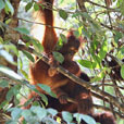 3D2N Sarawak Cultural Village + Semenggoh Orang Utan 3D2N Sarawak Cultural Village + Semenggoh Orang Utan