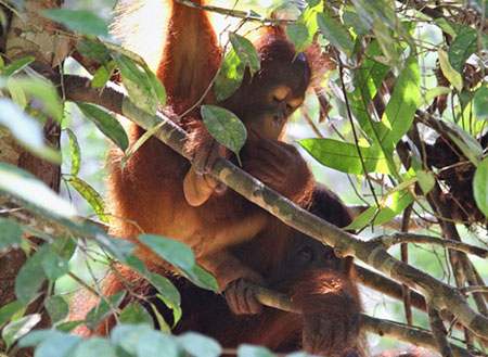 3D2N Sarawak Cultural Village + Semenggoh Orang Utan 3D2N Sarawak Cultural Village + Semenggoh Orang Utan
