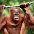 4D3N Semenggoh Orang Utan + River Cruise + Sarawak Cultural Village 4D3N Semenggoh Orang Utan + River Cruise + Sarawak Cultural Village