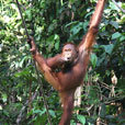 4D3N Semenggoh Orang Utan + River Cruise + Sarawak Cultural Village 4D3N Semenggoh Orang Utan + River Cruise + Sarawak Cultural Village