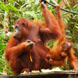 5D4N Kuching Explorer 5D4N Kuching Explorer