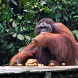 5D4N Kuching City + Semenggoh Orang Utan + Bako National Park + Longhouse Safari 5D4N Kuching City + Semenggoh Orang Utan + Bako National Park + Longhouse Safari