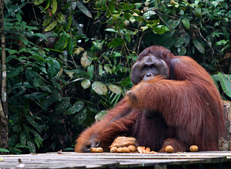 5D4N Kuching City + Semenggoh Orang Utan + Bako National Park + Longhouse Safari 5D4N Kuching City + Semenggoh Orang Utan + Bako National Park + Longhouse Safari