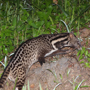 2D1N Tabin Wildlife Safari 2D1N Tabin Wildlife Safari