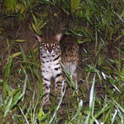 2D1N Tabin Wildlife Safari 2D1N Tabin Wildlife Safari