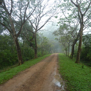 2D1N Tabin Wildlife Safari 2D1N Tabin Wildlife Safari
