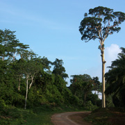 3D2N Birding at Tabin Package 3D2N Birding at Tabin Package